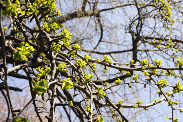 イチョウの若葉と新緑