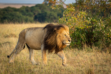 Male lion with a beautiful mane walking towards rising sun in Masai Mara in Kenya