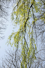 シダレカツラの若葉と新緑