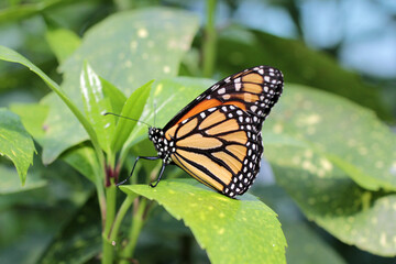Fototapeta na wymiar beau papillon