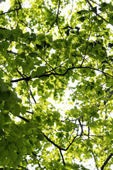 シナノキの若葉と新緑