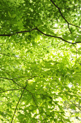 Fototapeta na wymiar チドリの木の若葉と新緑