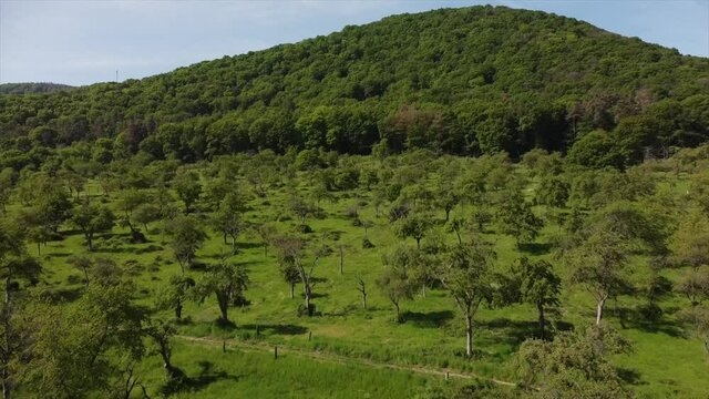 Streuobstwiesen, gef&auml;hrdeter Lebensraum im Rheintal bei Boppard-Buchenau