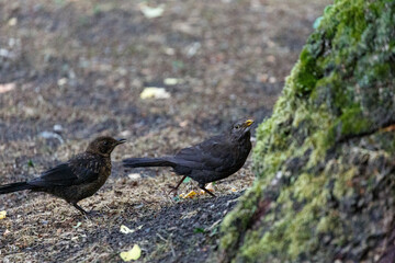 Blackbird waking on grass in park