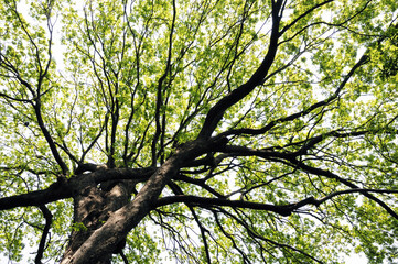 ムクノキの若葉と新緑