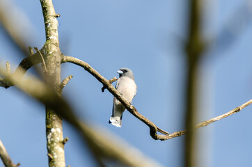 Ashy Wood swallow on dry tree branch with blue sky