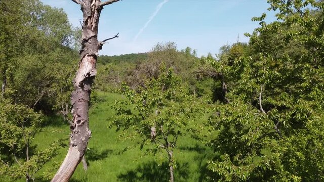 Streuobstwiesen, gef&auml;hrdeter Lebensraum im Rheintal bei Boppard-Buchenau