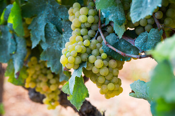 White grapes growing in vinery, new harvest of wine grape
