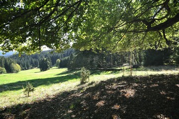 Wandern in Thüringen  - Rast unter einem Laubbaum - Die Spitalwiese zwischen Tambach Dietharz und der Ebertswiese