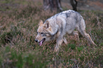 Lone wolf running in autumn forest Czech Republic