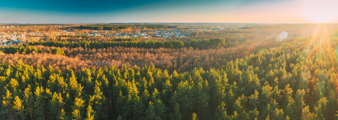 Aerial View Of Deciduous Trees Without Foliage Leaves And Green Pine Forest In Landscape During...