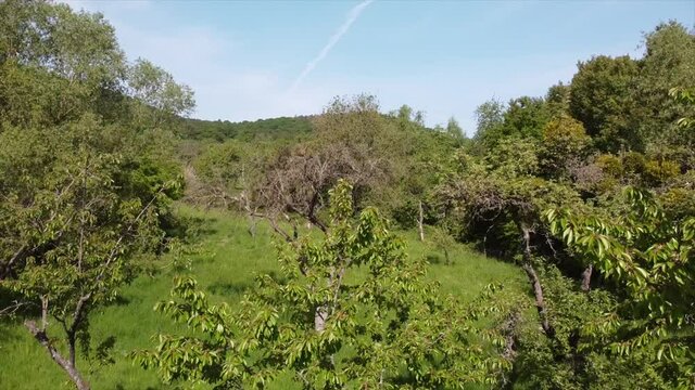 Streuobstwiesen, gef&auml;hrdeter Lebensraum im Rheintal bei Boppard-Buchenau