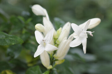 ウィットフィールディア　エロンガータの花
