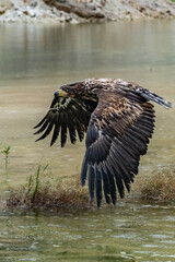 White Tailed Eagle (Haliaeetus albicilla) in flight. Also known as the ern, erne, gray eagle, Eurasian sea eagle and white-tailed sea-eagle. Wings Spread. Poland, Europe. Birds of prey.