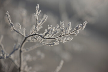 Withered plant covered in snow and ice