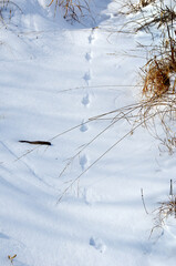 冬の朝　雪野原で動物たちの足跡を発見！
