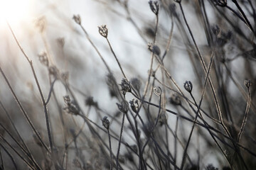 Withered plant covered in snow and ice