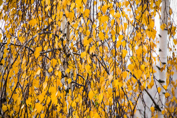 Autumn beautiful yellow birch leaves on the tree.