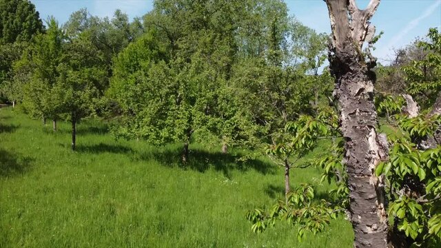 Streuobstwiesen, gef&auml;hrdeter Lebensraum im Rheintal bei Boppard-Buchenau