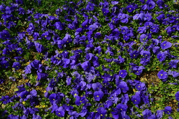 Obraz premium Tulips and colorful flowers in Gülhane Park. Istanbul Turkey
