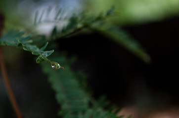 Detail of a drop on a Mesquite tree leave with soft background.
