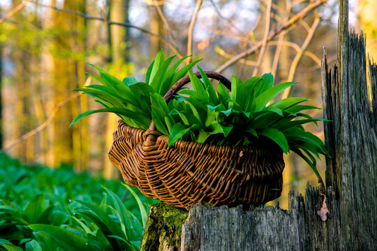 B&auml;rlauch. Gesammelter B&auml;rlauch im Wald. Barlach ist ein Wildgemuese. Wird auch Knoblauchspinat, wilder Knoblauch, Waldknoblauch,Hexenzwiebel, Zigeunerlauch oder Waldherre genannt...