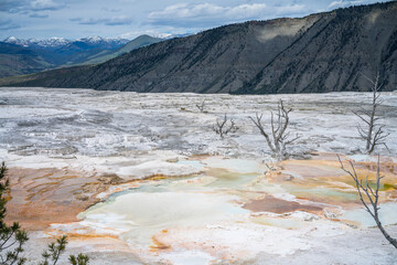 hydrothermal areas of mammoth hot springs in yellowstone national park, wyoming in the usa