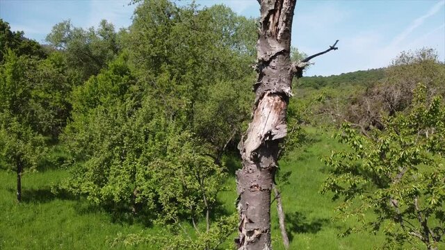 Streuobstwiesen, gef&auml;hrdeter Lebensraum im Rheintal bei Boppard-Buchenau