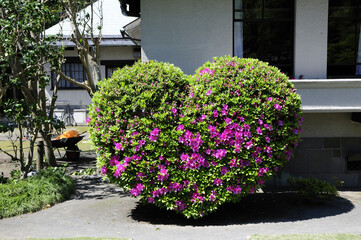 洋館庭園のハートの形をしたつつじの木