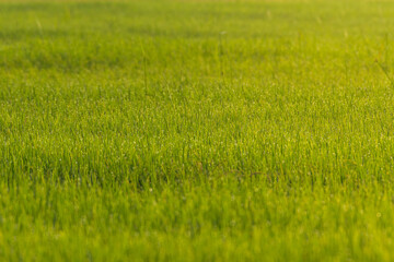 Obraz na płótnie Canvas Close-up rice paddy field with yellow sunlight in the morning. Beautiful textures wallpaper.