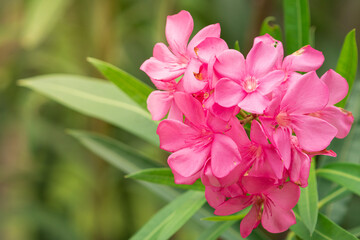 Closeup pink Oleander (Nerium oleander) flowers with green leaves. Copy space wallpaper.