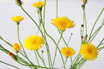 ガラスビンに入れた花タンポポ