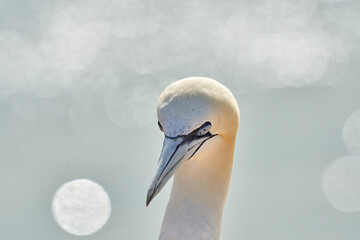 One wild bird head in the wild, Morus bassanus, Northern Gannet on the island of Heligoland on the North Sea in Germany, bokeh in background