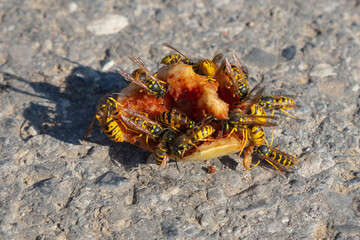 Wespen an einem Apfelstück