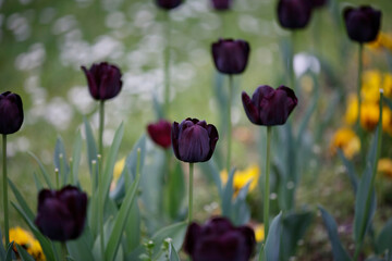 Fototapeta premium Tulips in the park, spring