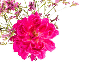 Pink roses and dried gypsophila on white background