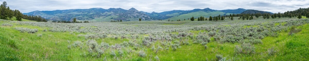 Fototapeta na wymiar panorama of the yellowstone national park, wyoming, usa