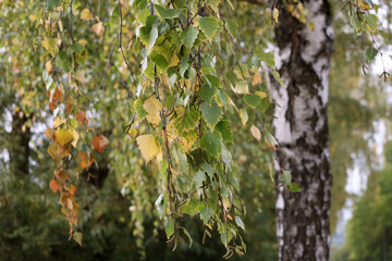 White birch trunks with green foliage in autumn
