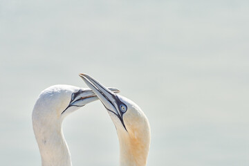 In soft light, two Northern Gannets heads welcome after landing
