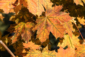 Naklejka na ściany i meble Trittau - coloured autumn foliage