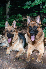 Two beautiful German Shepherd dogs lie together in the forest, sunlight shines on the dog's heads, the tongues sticking out of their mouths. Trees in the background