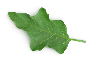 eggplant leaf isolated on white background with clipping path and full depth of field. Top view. Flat lay