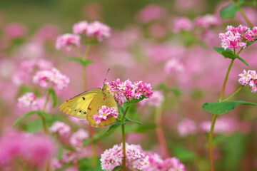 山里の秋、アカソバの花にモンキチョウ