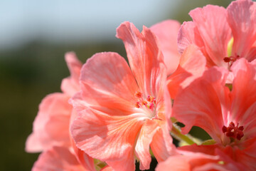 Fototapeta na wymiar Home flowers in the sunlight closeup. Shallow depth of field