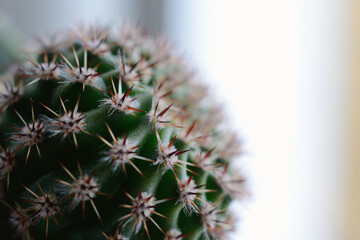 Home cactus in autumn closeup. Shallow depth of field