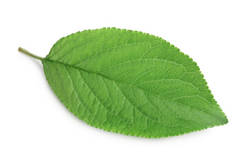 plum leaf isolated on a white background with clipping path and full depth of field. Top view. Flat lay