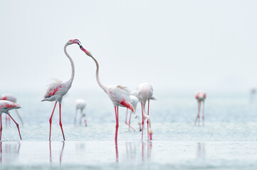 Flamingo in the water