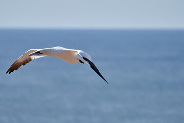 A single white and yellow gannet flies through the sky, blue, gray sea in background