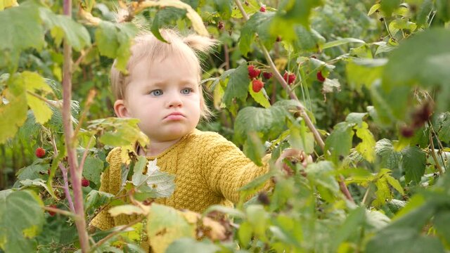 Baby child girl pick a raspberry from a bush put in mouth and eat it on countryside eco farm nature with bio product