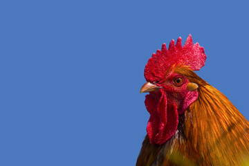 Rooster on blue background, Çanakkale. 